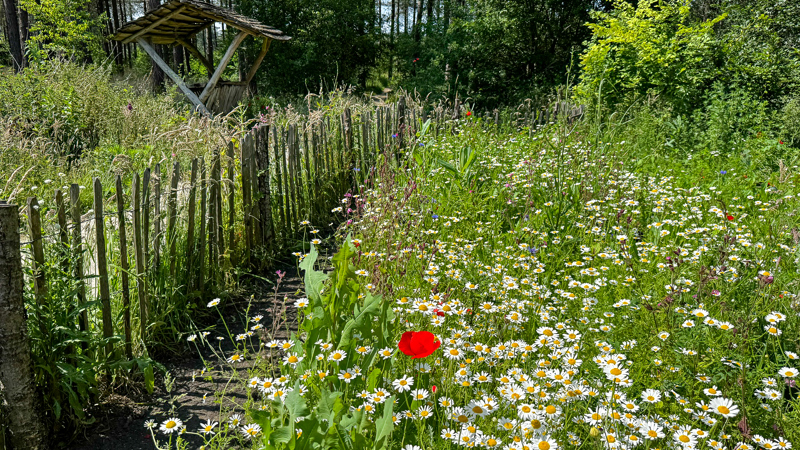 Bloemenveld