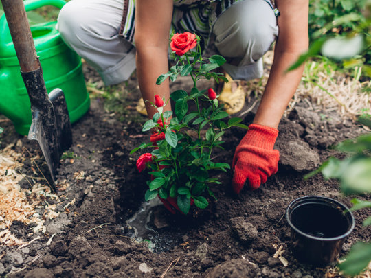 Planten roos